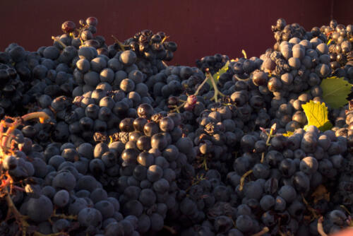 L'heure des vendanges